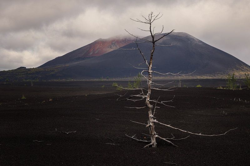 Камчатка. Мертвый лес фото превью
