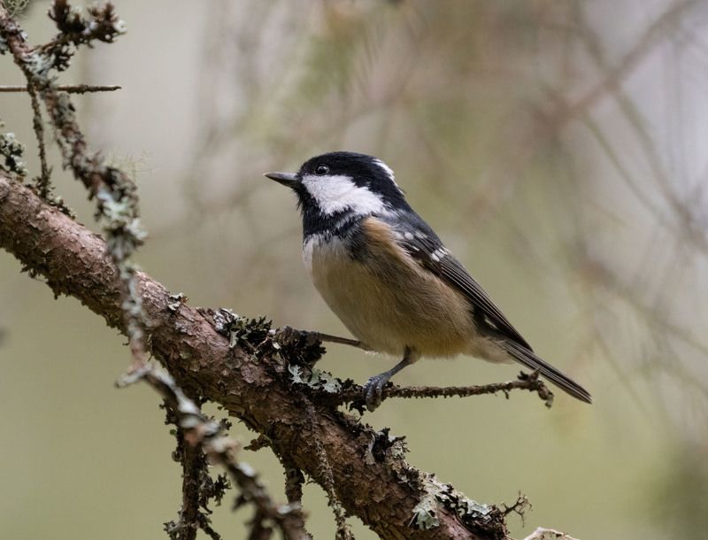 Московка фото превью