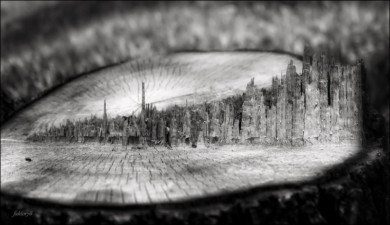 пень, чёрное и белое, A fantastic city... фото превью