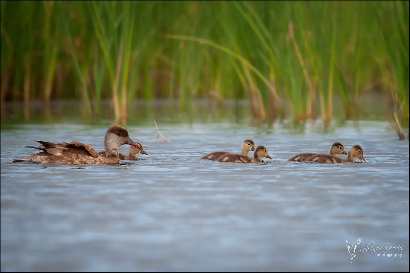 * * * фото превью