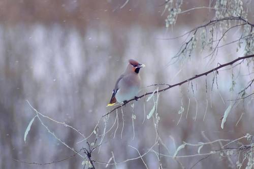 Bombycilla (Свиристель)