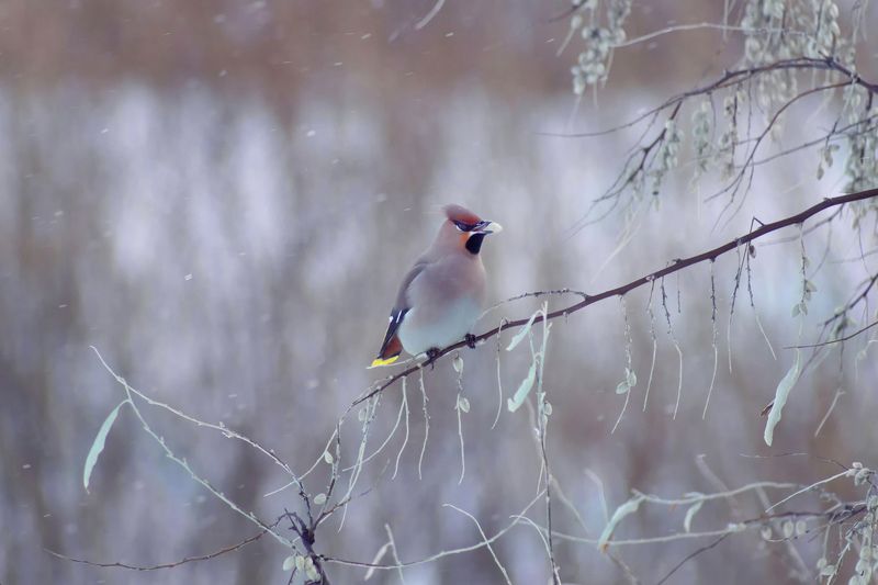Bombycilla (Свиристель) фото превью