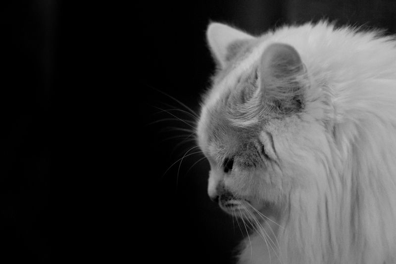 Мое сердечко. Марсель фото превью