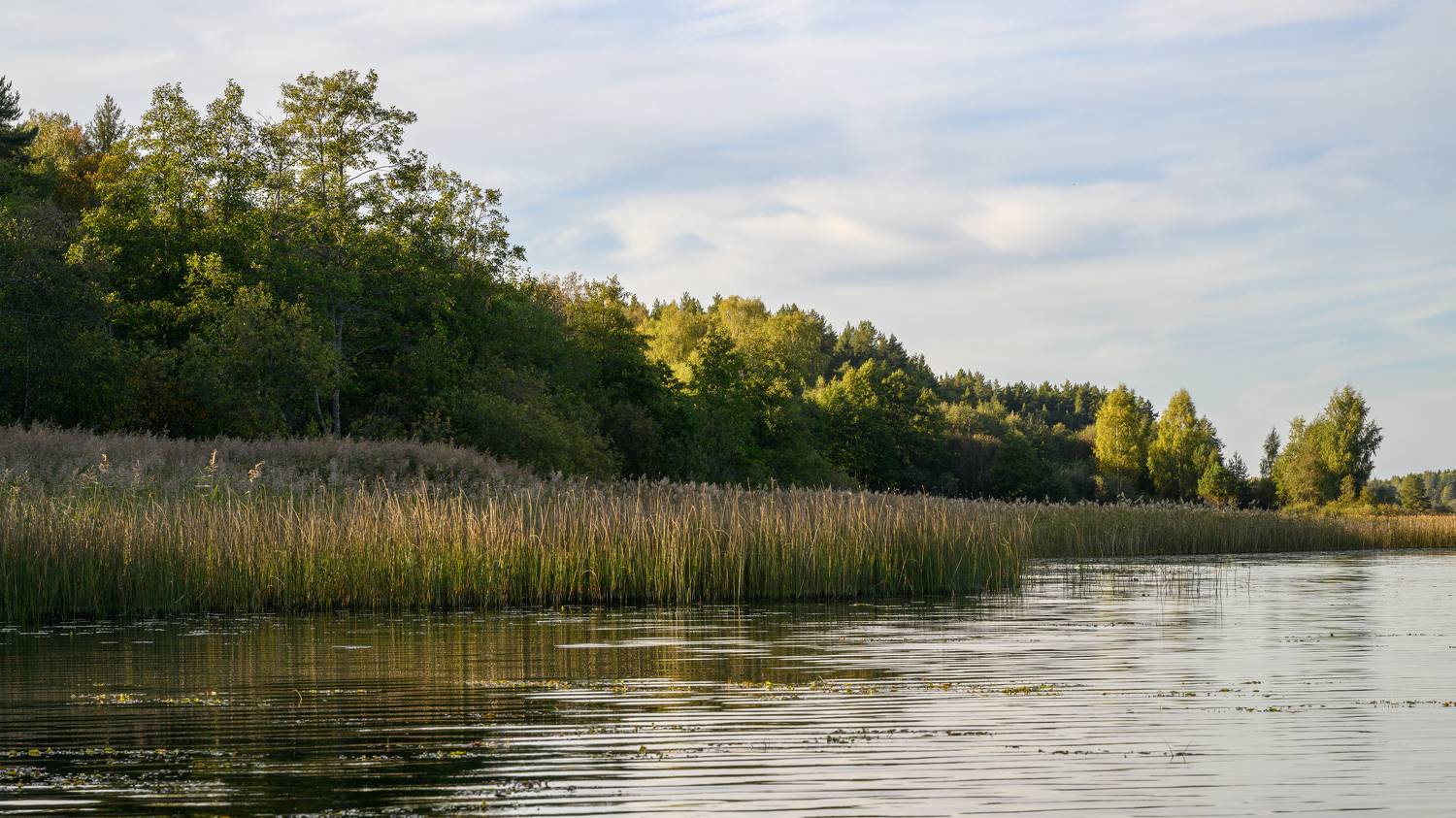 lake, forest, nature, sunlight, morning, pond, tree, water, shore, thickets, river, Андрей Козлов