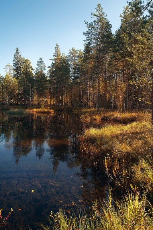 карелия, болота, осень, приладожье Рассвет на севере фото превью