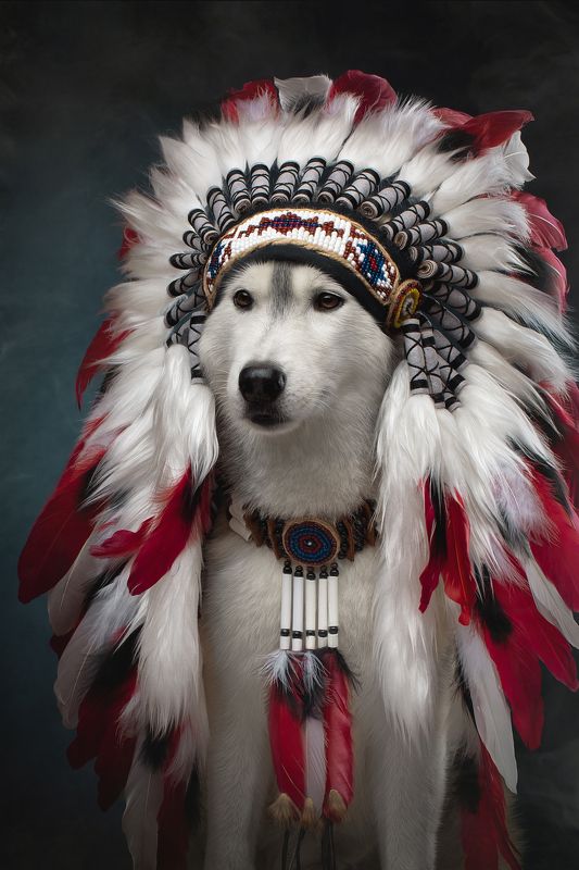 вождь Маинганс- маленький волк. фото превью