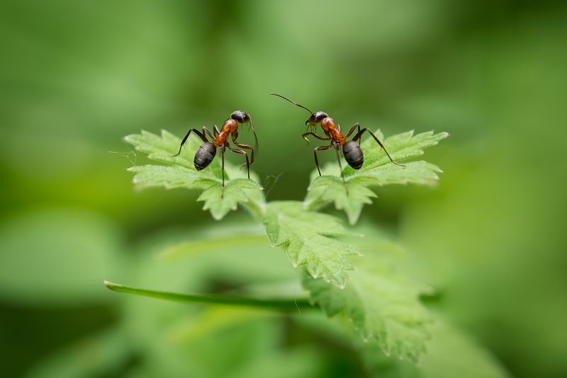 Что, дружочек, ты не весел, что ты усики повесил... фото превью