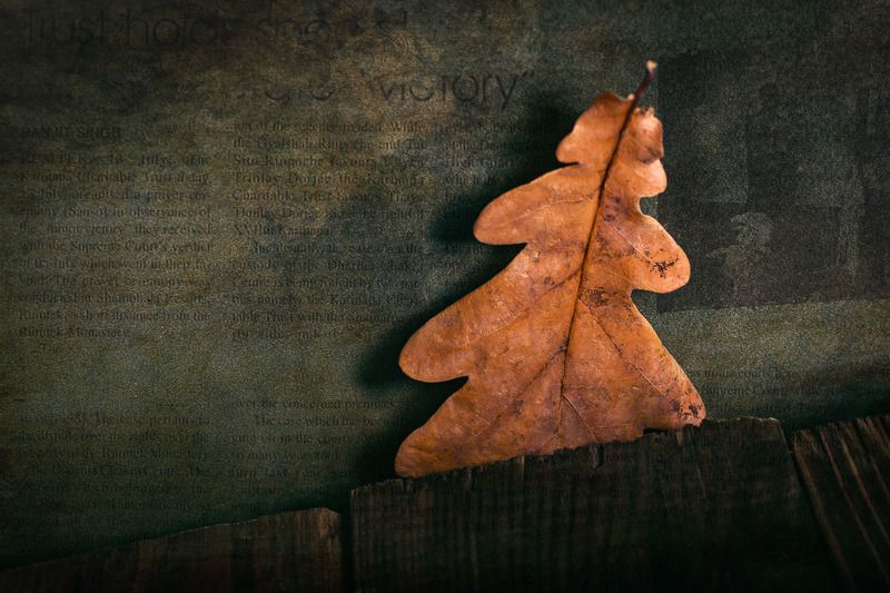 Дубовый лист фото превью