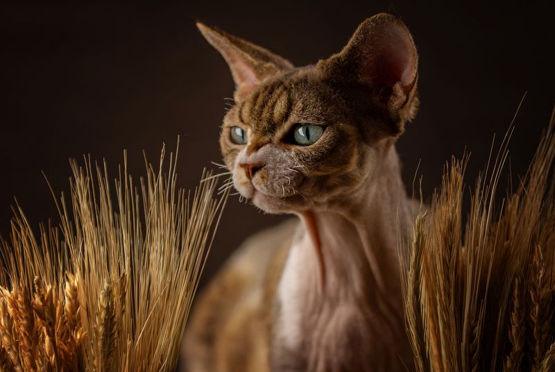 фото превью