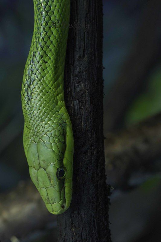 Gonyosoma oxycephalum- Red-tailed green ratsnake фото превью