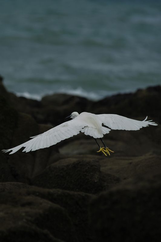 La Côte Sauvage фото превью
