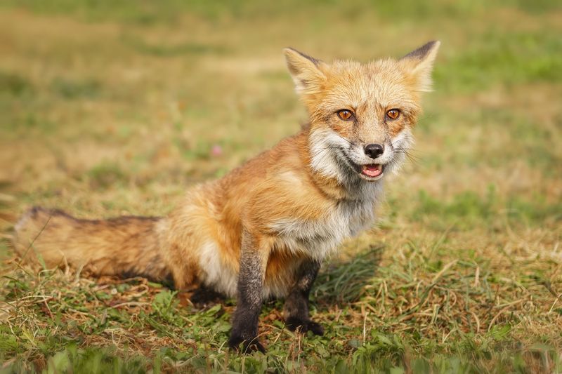 Лиса фото превью