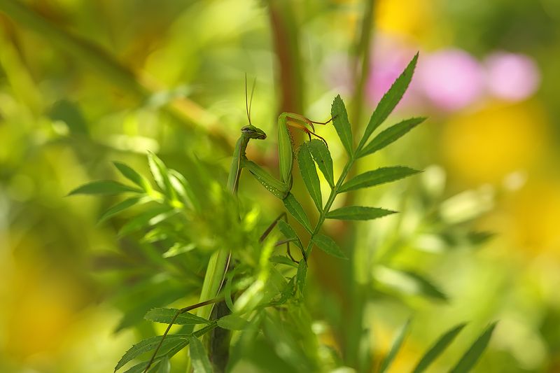 макро, природа, боке, цветы, macro, nature, flowers, богомол, насекомые В цветочном раю... фото превью