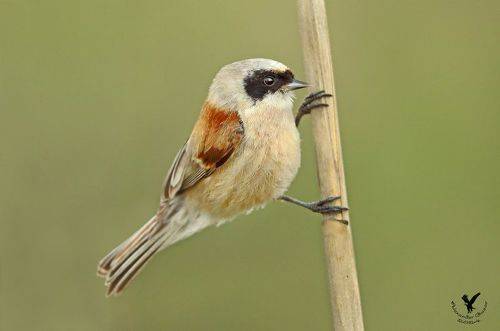 На тростинке.