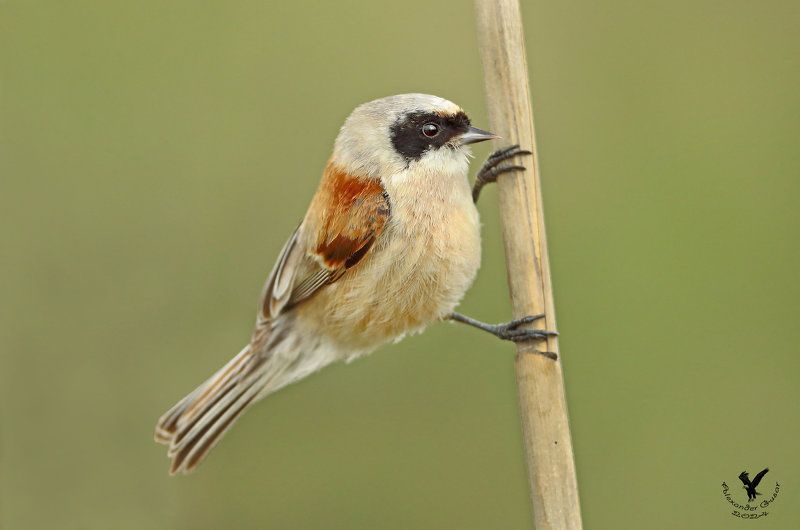 ремез На тростинке. фото превью