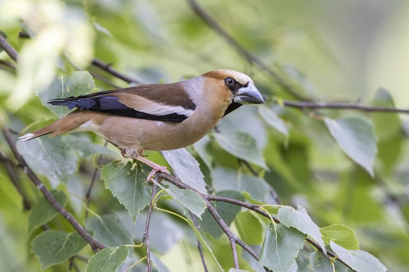 птицы, подмосковье *** фото превью