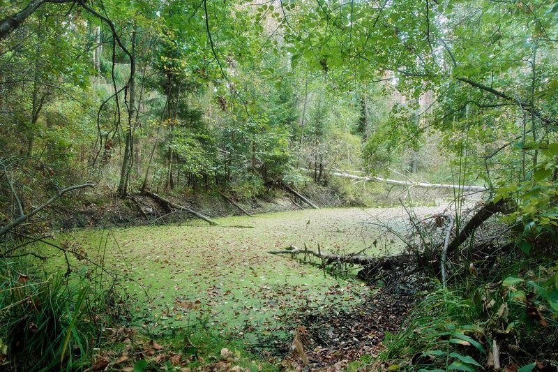 лес, листва, зелень, осень В осеннем лесу фото превью