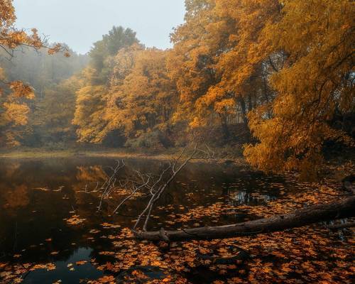 Клены на барском пруду