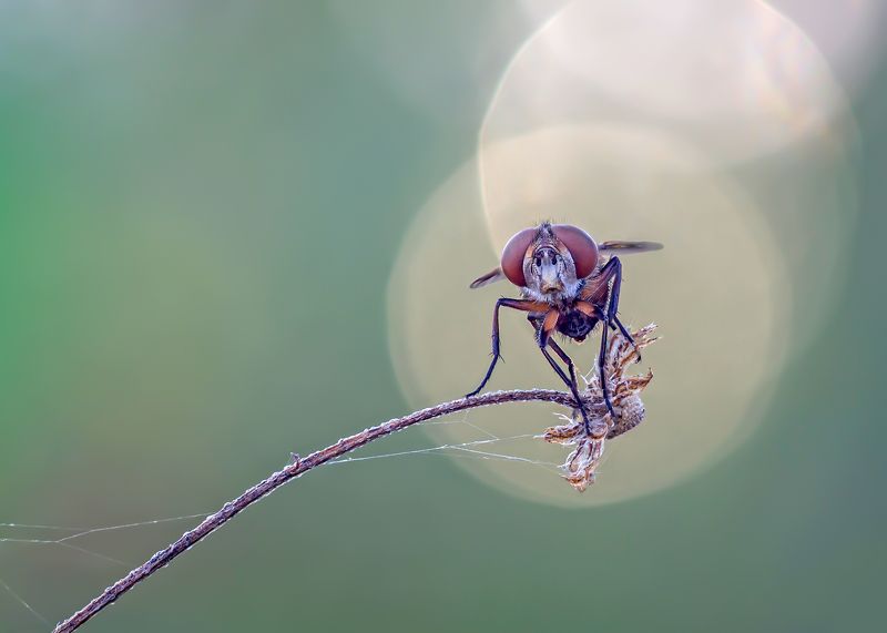 Муха фото превью