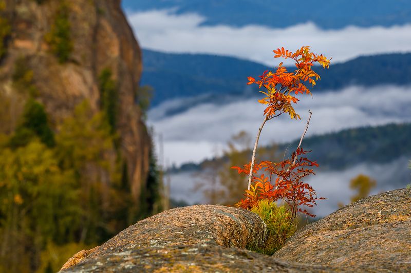 арт-резиденция, красноярск, красноярские столбы, национальный парк, дом искусств красноярск, союз фотохудожников россии, сто лет русского фотопейзажа, фестиваль русской художественной фотографии В туманных скалах фото превью