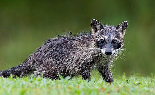 Wet Young Raccoon. Енот-полоскун
