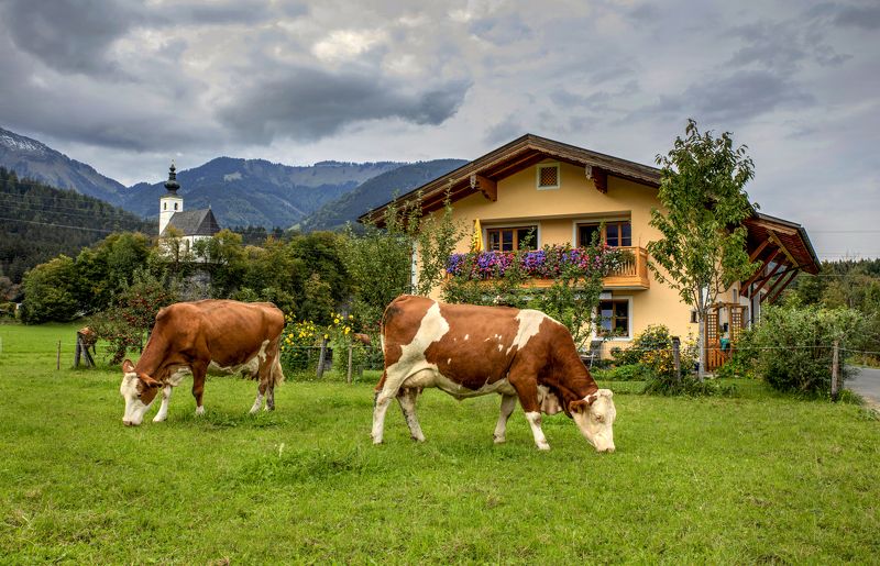 Alpen Gold фото превью