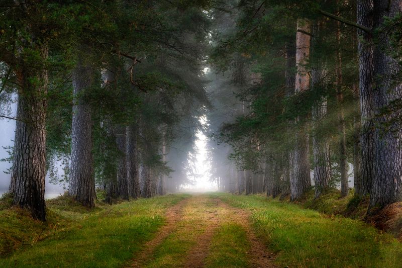 павловский парк , павловск , туман , утро , лес Тропинка в туман фото превью