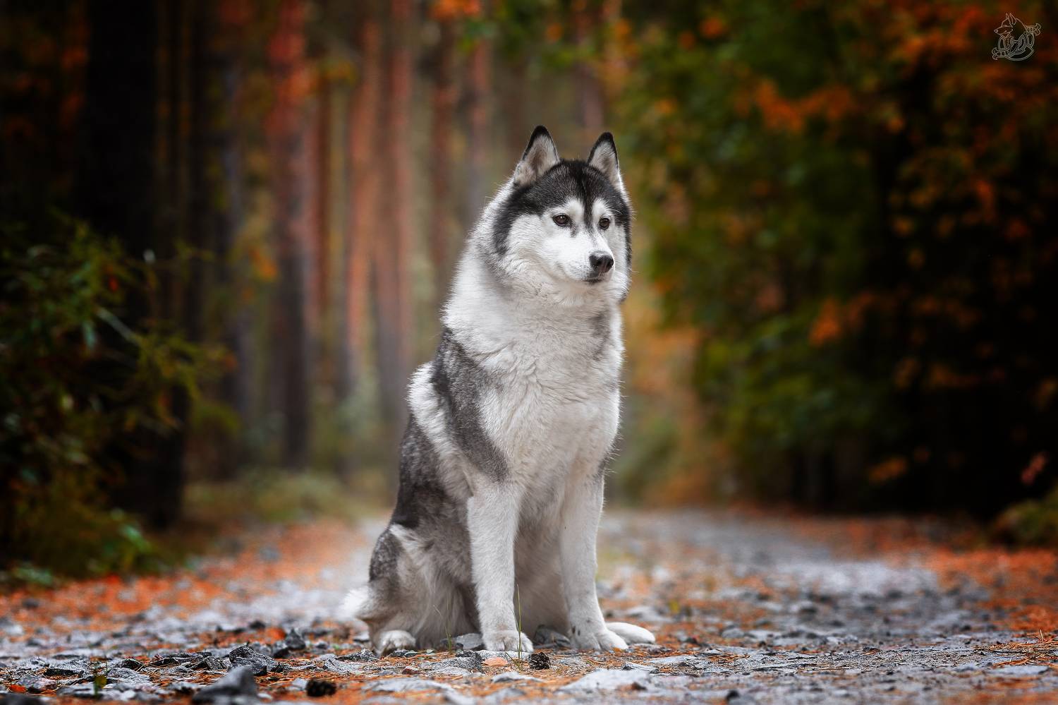 , Андрей Ершов