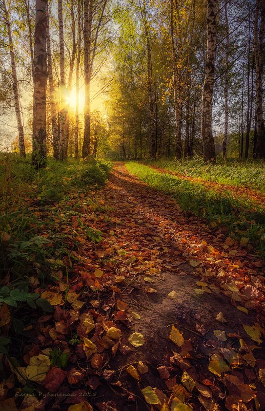 пейзаж, осень, костромская область, вечер Сентябрь фото превью