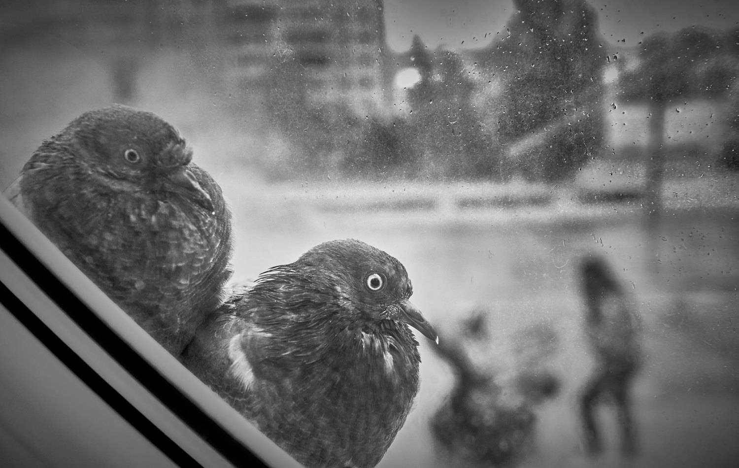 , Борис Дацковский