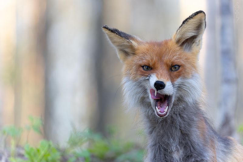 лиса без шансов для колобка фото превью