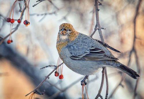 Щур. (серия 4 фото)