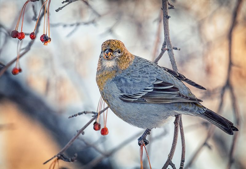 птица, щур, самка, самец, Щур. (серия 4 фото) фото превью