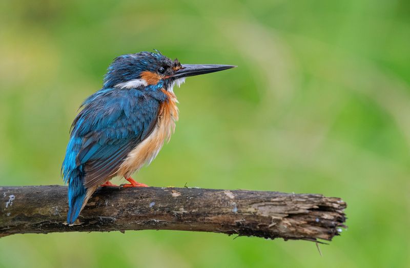 птицы, зимородок, лето, весна, фотоохота, природа Бывалый фото превью