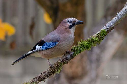 Сойка (Eurasian jay).