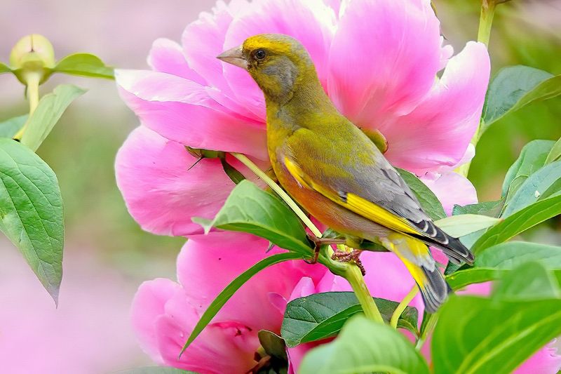 природа, фотоохота,  птицы, животные, зеленушка Цветы и птицы фото превью