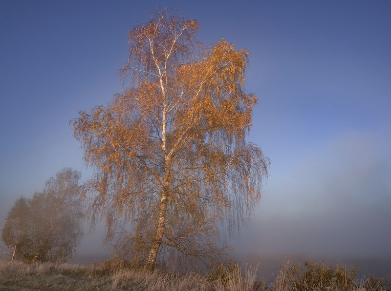осень, свислочь, мороз Золото осени фото превью
