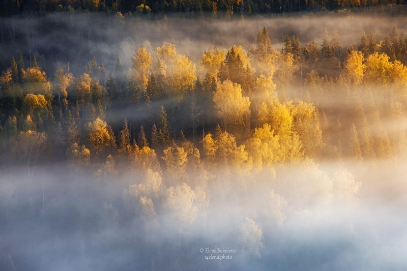 пейзаж, осень, туман Золотая осень фото превью