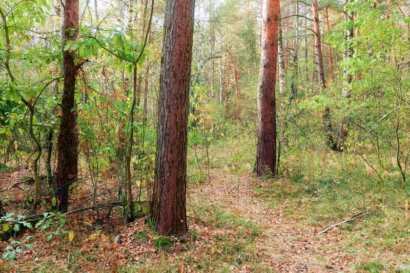 лес, листва, осень В осеннем лесу фото превью