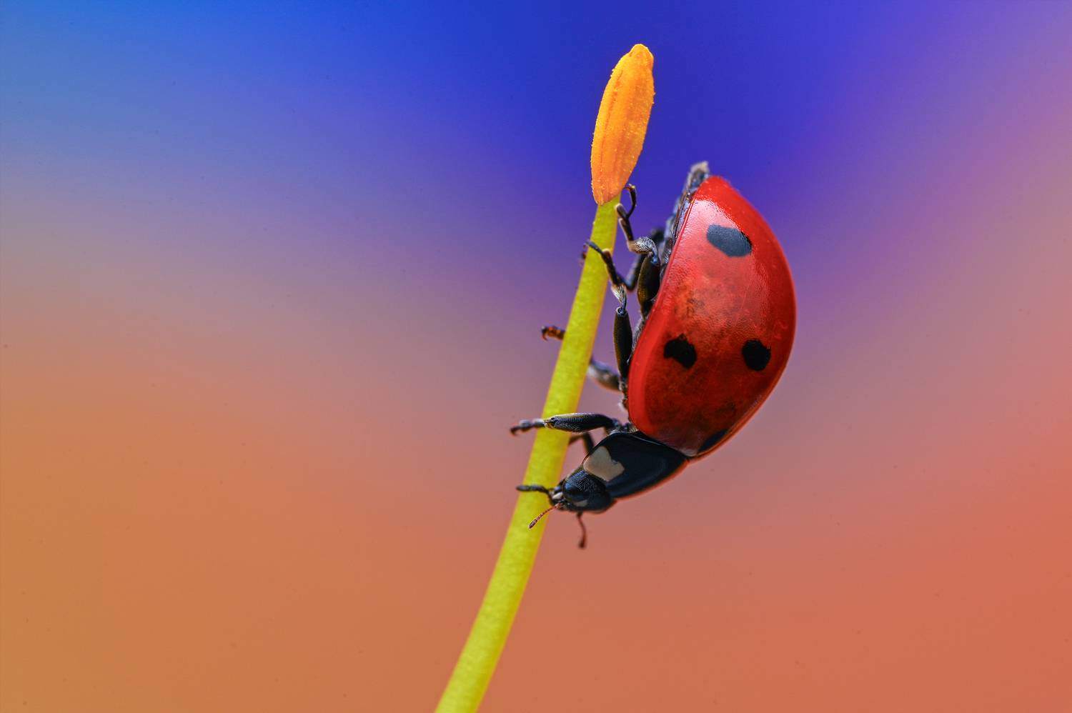 ceclii, macro, Цветан Ганев