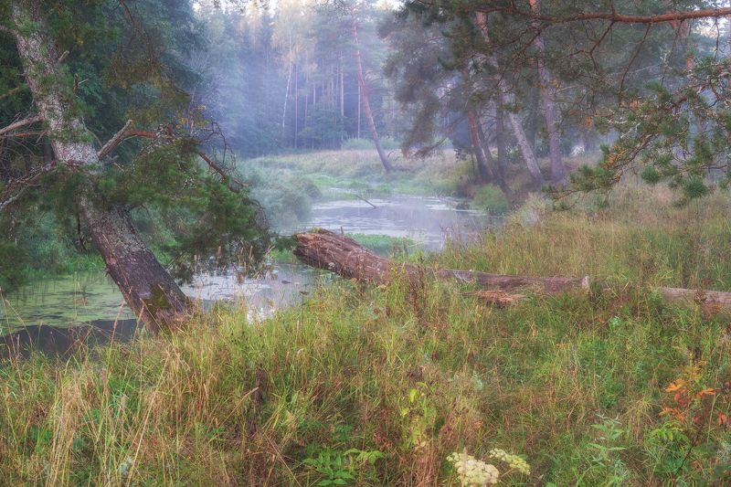 речка лес утро пейзаж россия У  речки фото превью