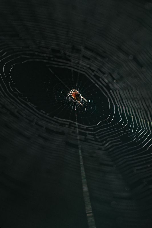 макро, паук, паутина, macro, spider, web \
