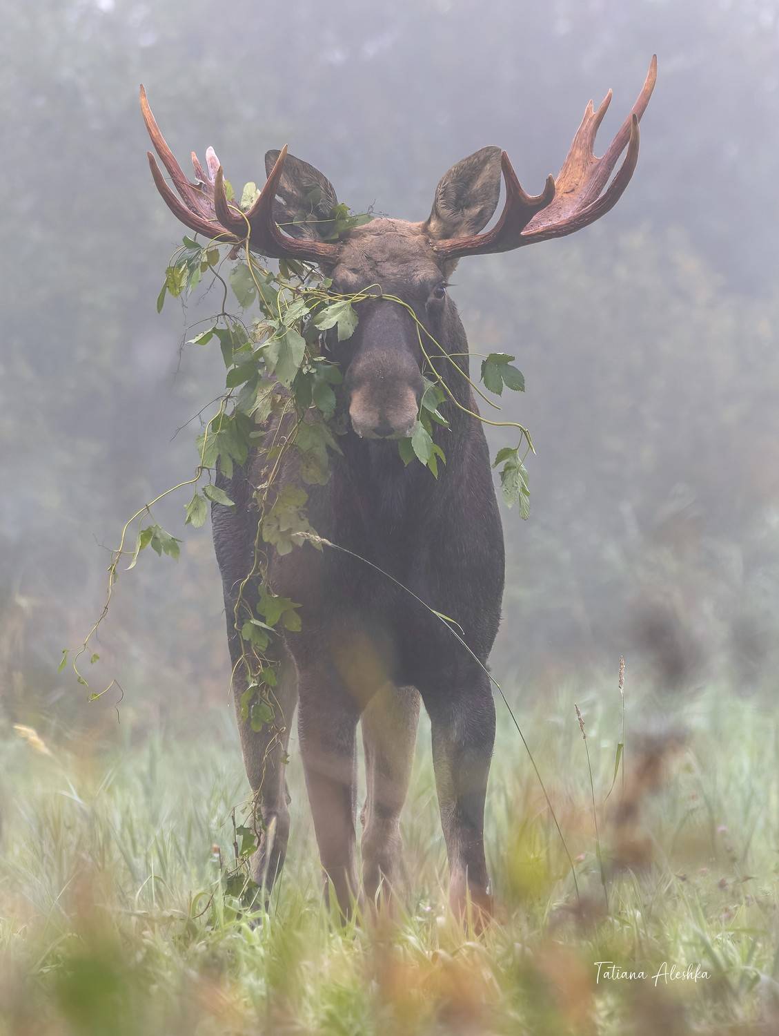 животные, Татьяна Алешка