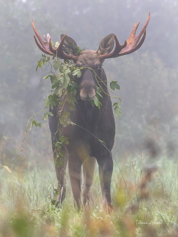 животные В брачном наряде. фото превью