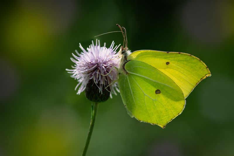 Лимонница фото превью