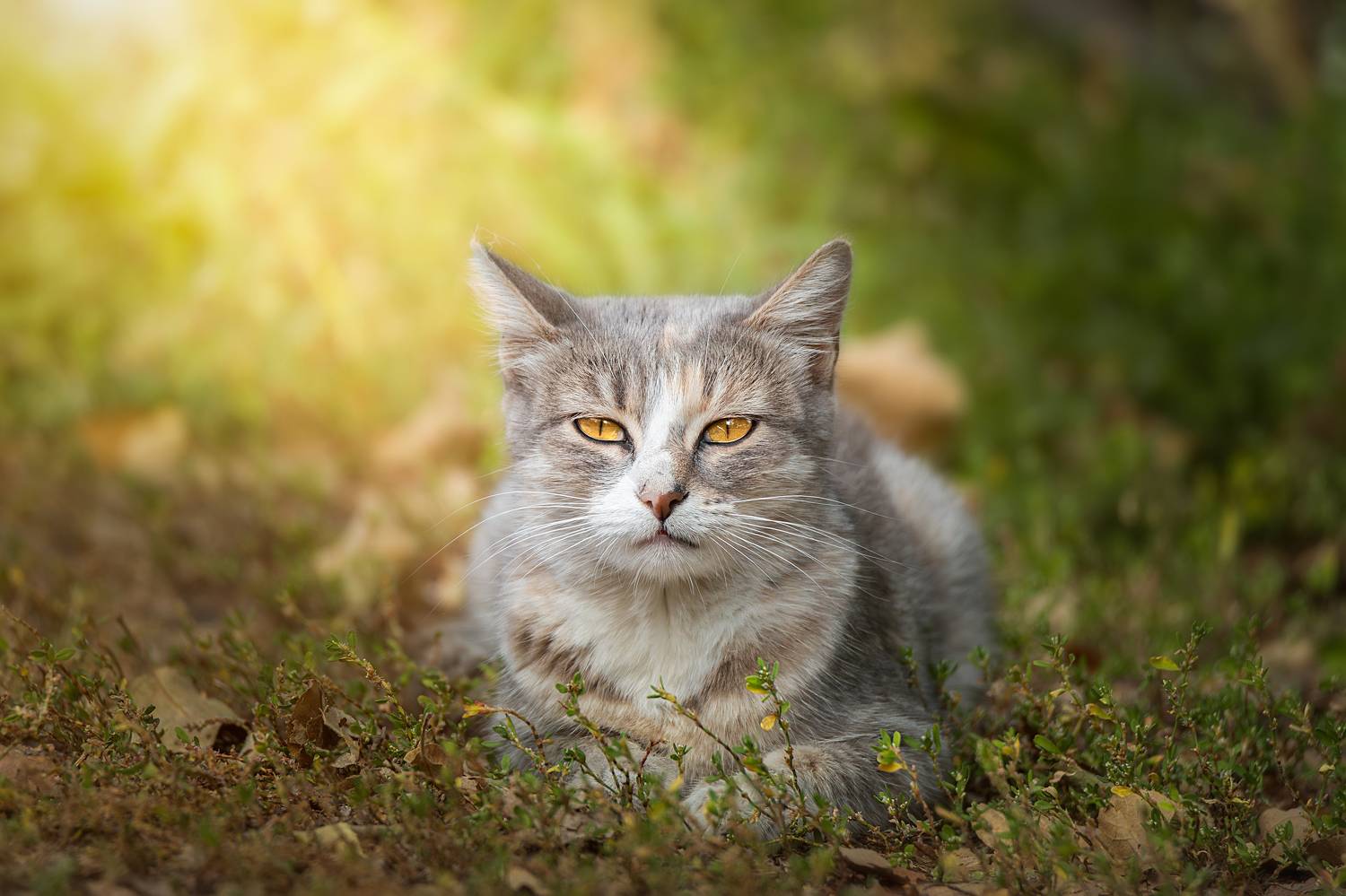 , Корнеев Алексей
