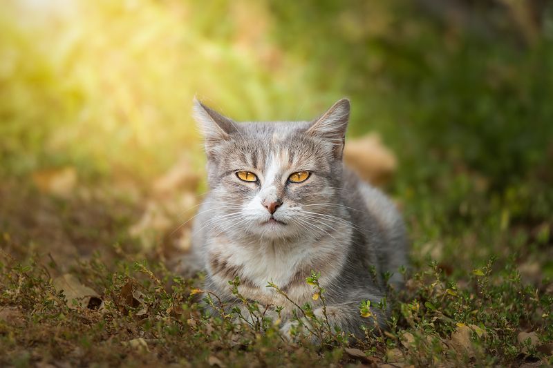 Кошка фото превью