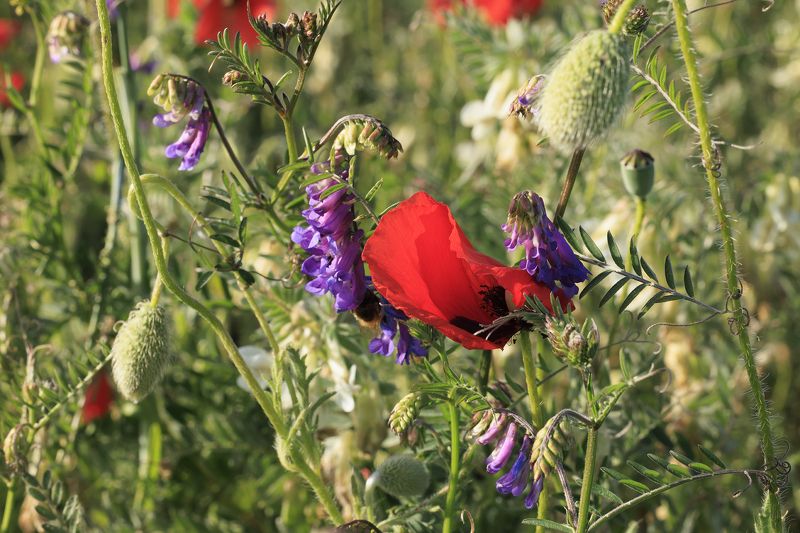 фото превью