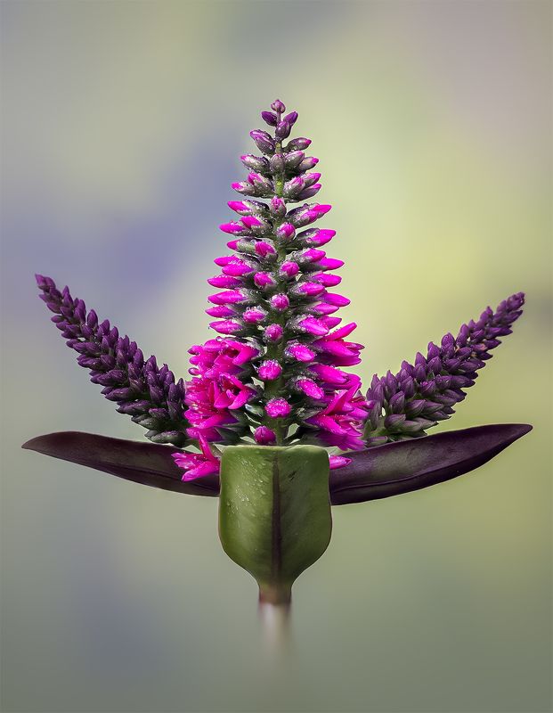 veronia symeteica Вероника фото превью