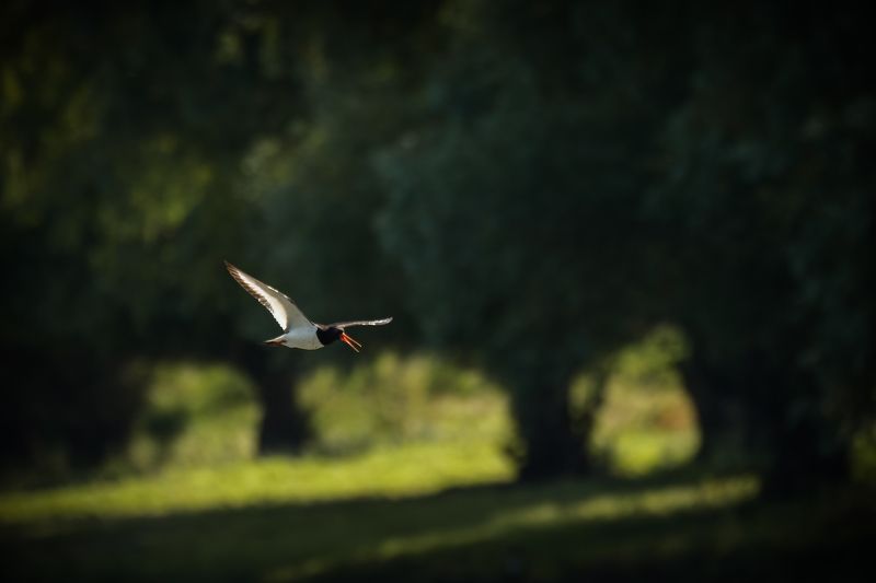Кулик-сорока, ивы, Haematopus ostralegus В тени речных ив фото превью